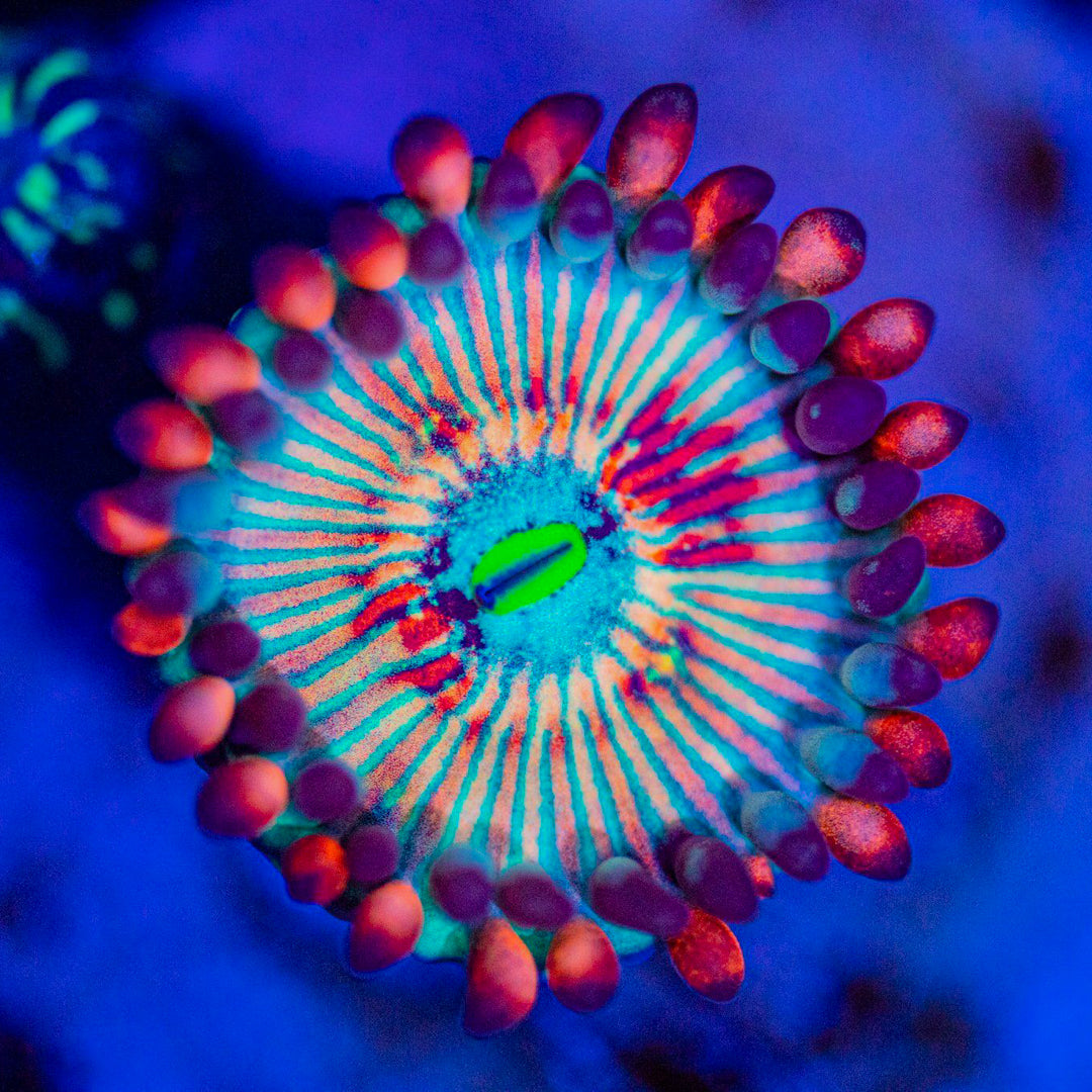 White Zombie Zoanthids