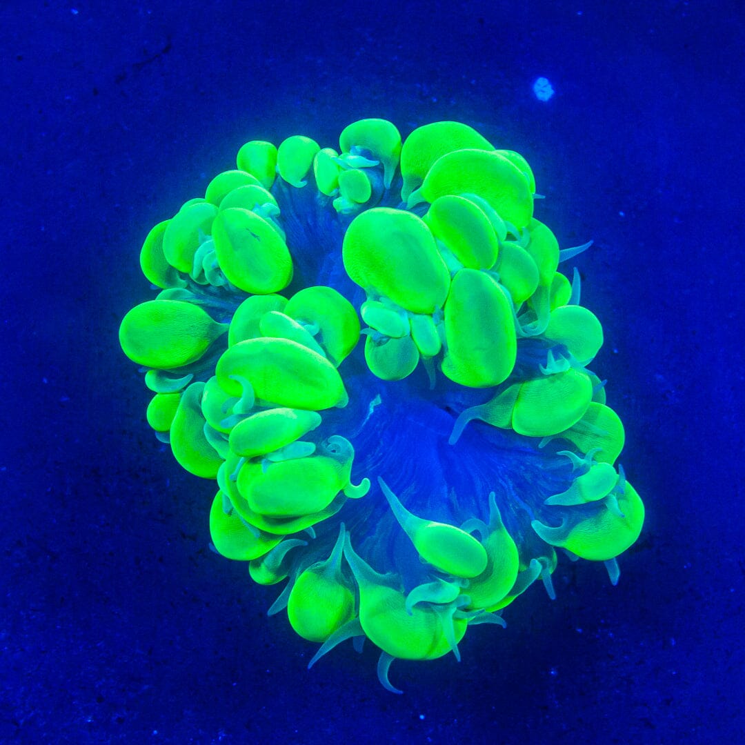 WYSIWYG - Neon Green Bubble Coral S Reef Lounge Norco 