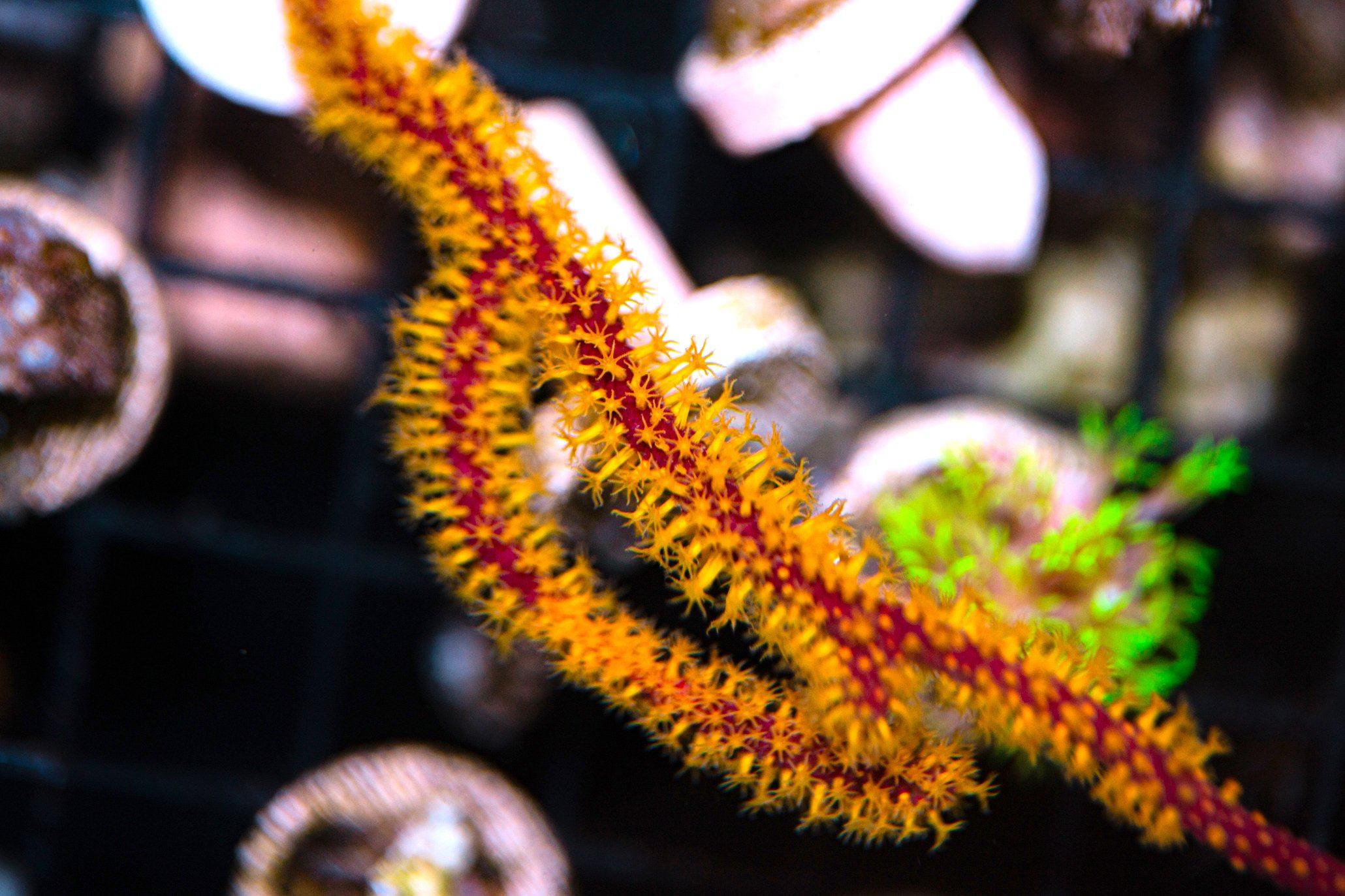 Yellow Polyp Gorgonian Coral NPS Coral Reef Lounge USA 
